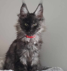 Loki Maine Coon stud